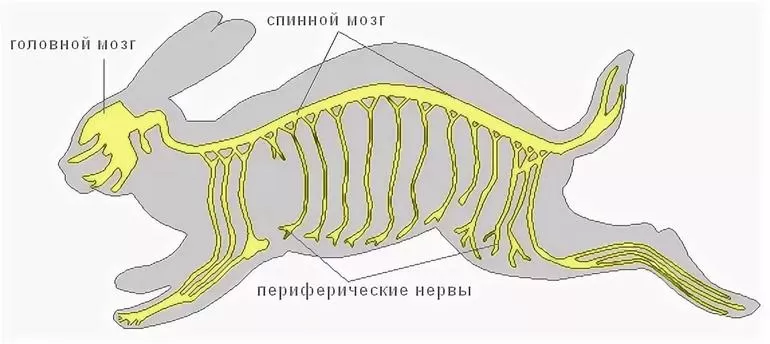 Нервная система млекопитающих характеризуется высокой степенью сложности 