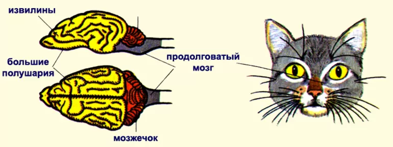Строение головного мозга млекопитающих 