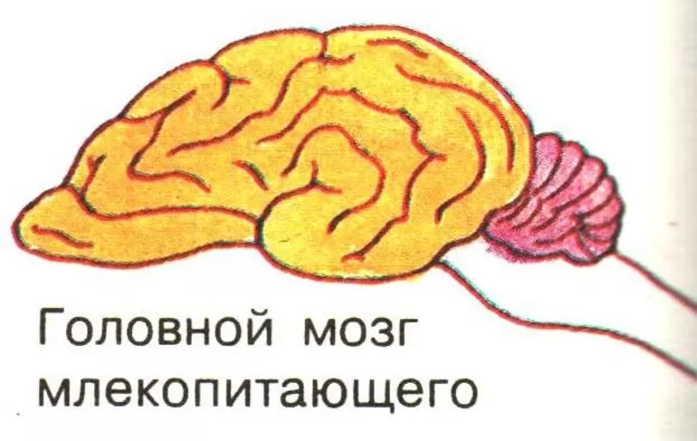 Головной мозг млекопитающих рисунок 7 класс - 86 фото