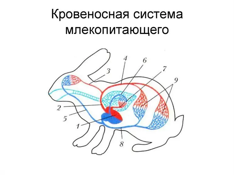 Органы кровеносной системы млекопитающих 