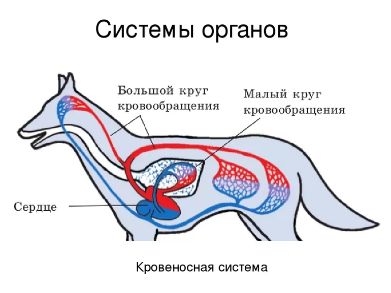  большой круг кровообращения у млекопитающих начинается