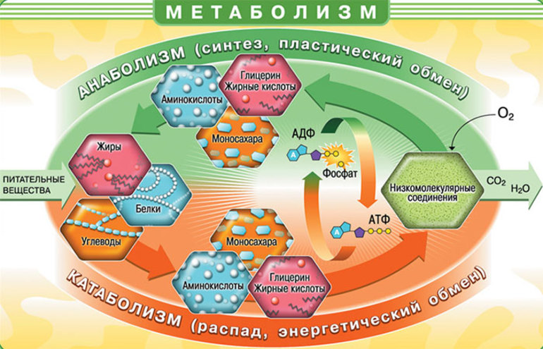 Метаболические процессы (метаболизм)