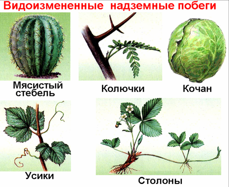 Видоизменения побегов растений 