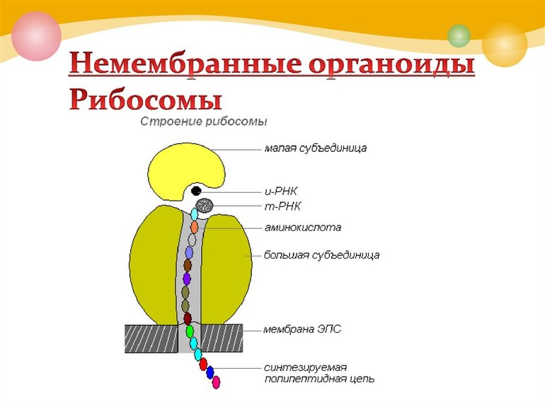 Содержит только мелкие рибосомы
