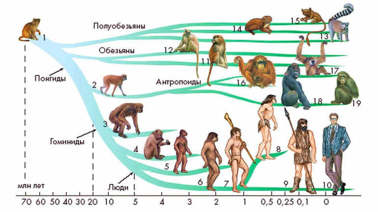 От общего предка происходит несколько основных ветвей приматов и Homo Sapiens 