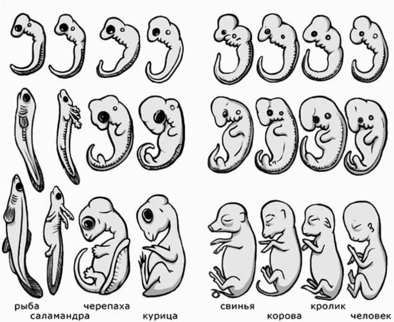 Эмбриональное сходство 