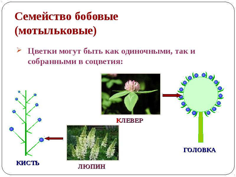 Семейство крестоцветные формула и диаграмма цветка