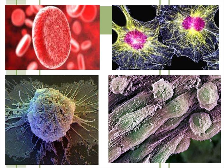 Методы изучения жизнедеятельности клетки
