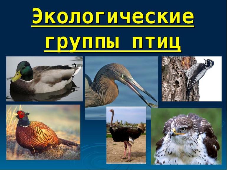 Группы птиц. Экологические группы птиц. Промежуточная группа птиц. Экологические группы птиц кроссворд.