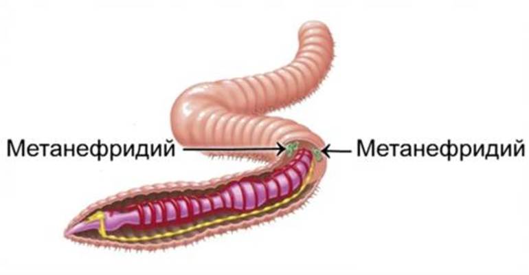 У кольчатых червей — метанефридиями
