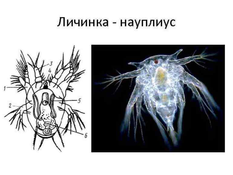 Планктонная личинка или науплиуса