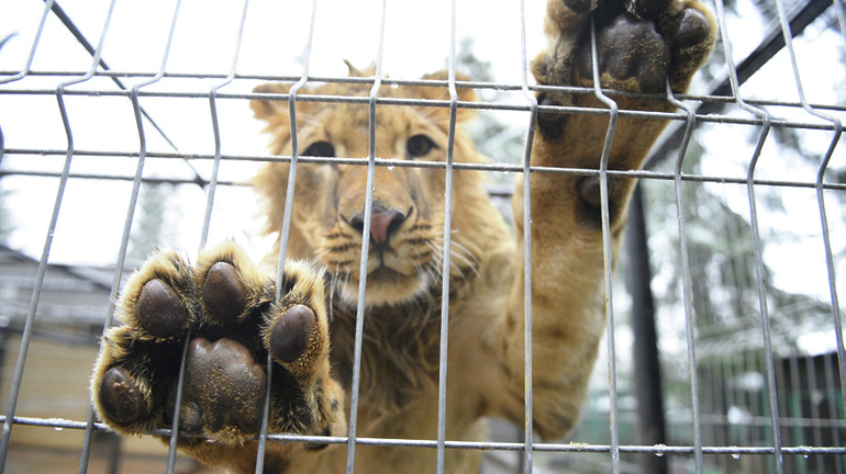Незаконная торговля дикими животными 