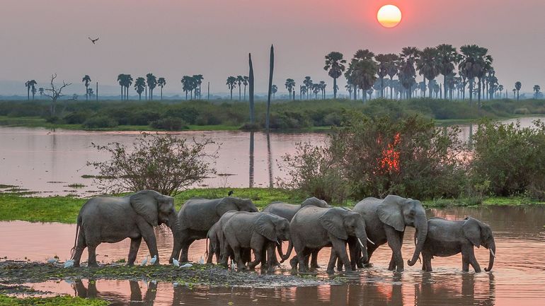 Селус является самым большим природоохранным парком в Танзании