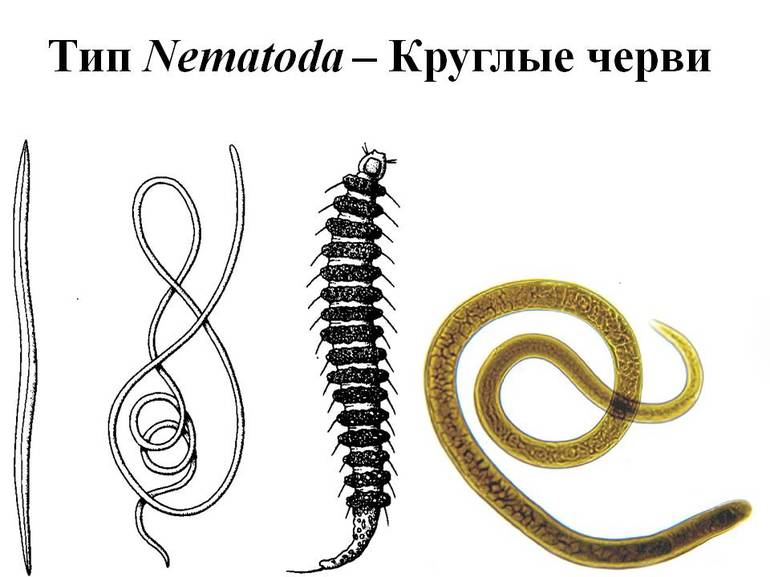 Общая характеристика круглых червей