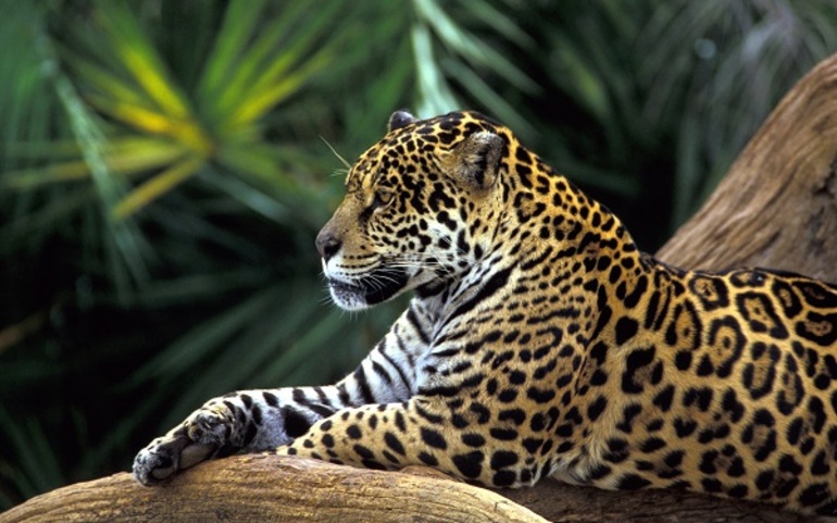 Ягуар — дикий хищник