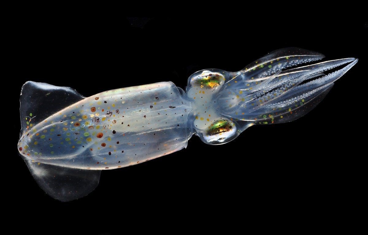 Снится прозрачная рыба. Кальмар Кранхииды. Глубоководный стеклянный кальмар. Кальмар Leachia Pacifica. Головоногие моллюски морской ангел.