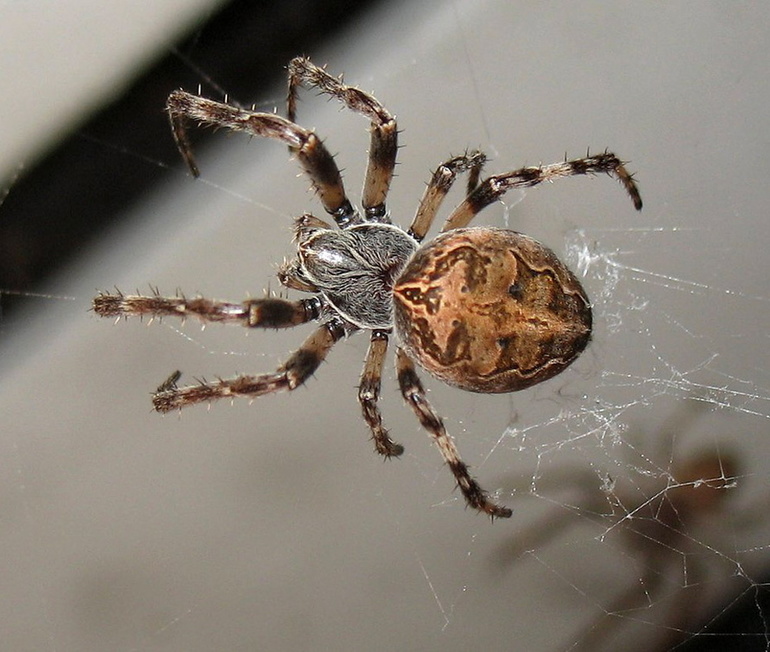 Интересные факты о паукообразных