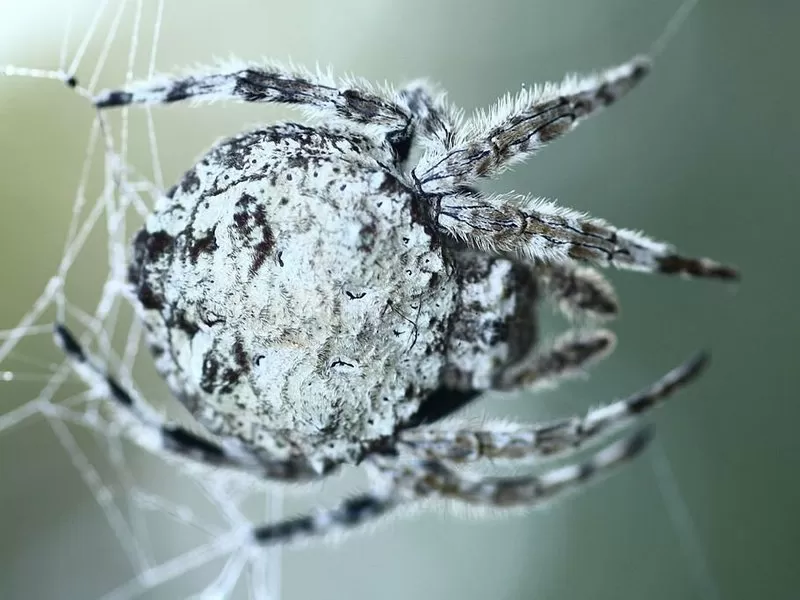 Паук Дарвина Caerostris darwini