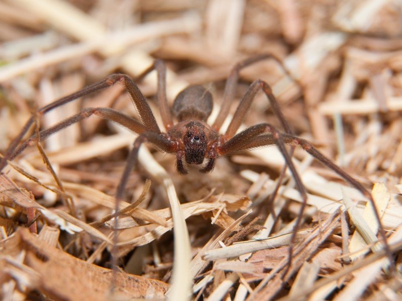 Чилийский паук-Отшельник