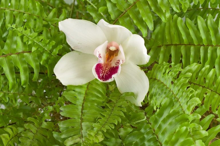Папоротники и орхидеи