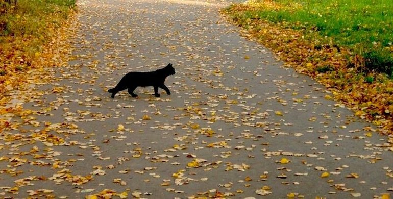 Чёрная кошка, перебежавшая дорогу
