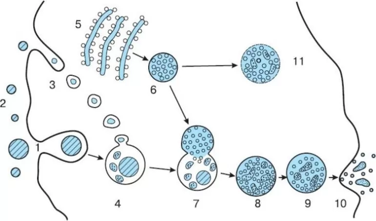 Фагоцитоз захват клеткой. Фагоцитоз и пиноцитоз ЕГЭ. Фагоцитоз схема ЕГЭ. Схема фагоцитоза и пиноцитоза.
