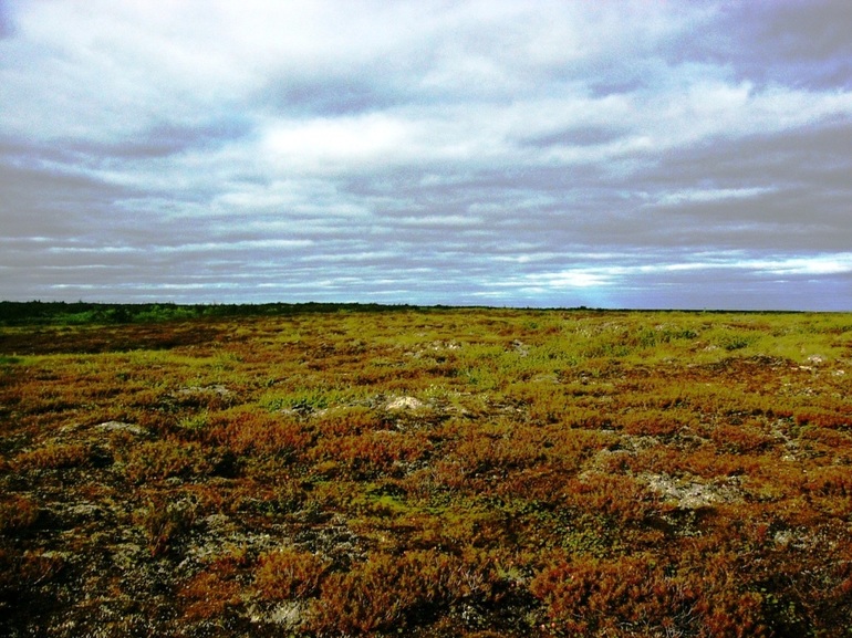Растительность безлесных природных зон юга и севера России