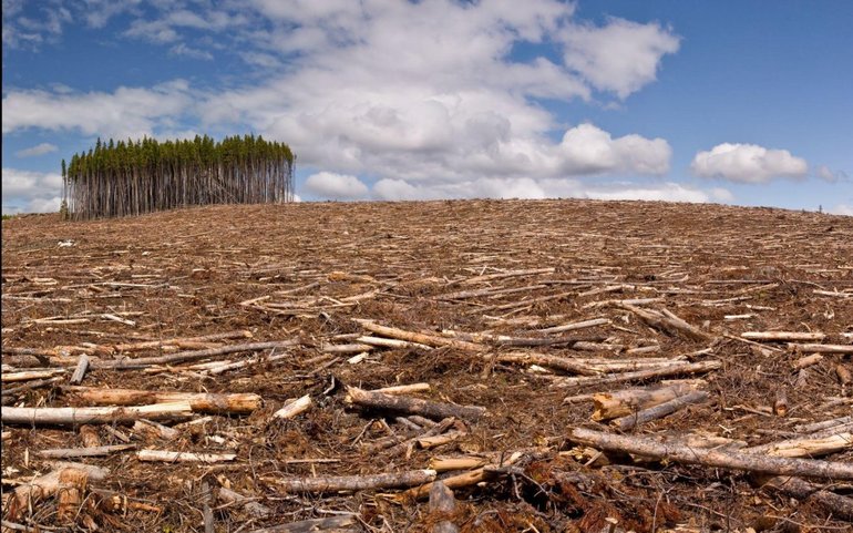Массовая вырубка лесных массивов