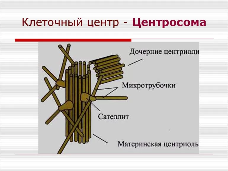 Изображение центросомы