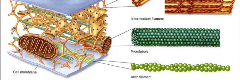 Микротрубочки состоят из белка тубулина