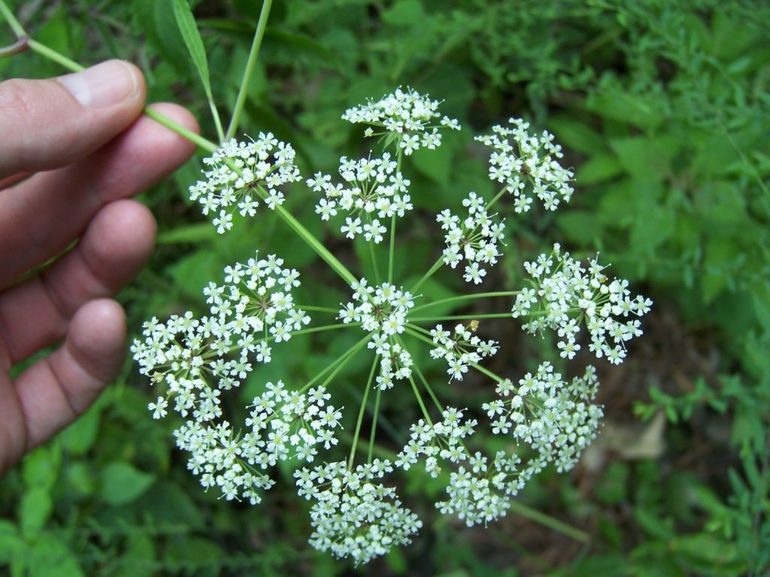 Cicuta virosa или Вех