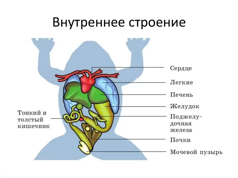 Земноводные внутреннее строение