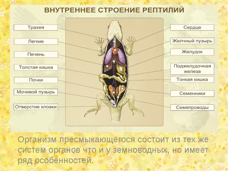 Пресмыкающиеся внутреннее строение