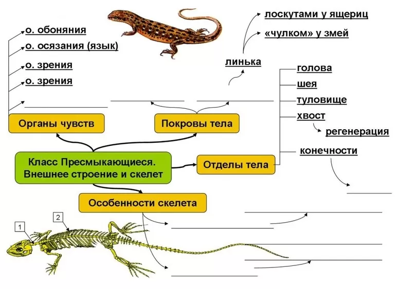 Пресмыкающиеся строение