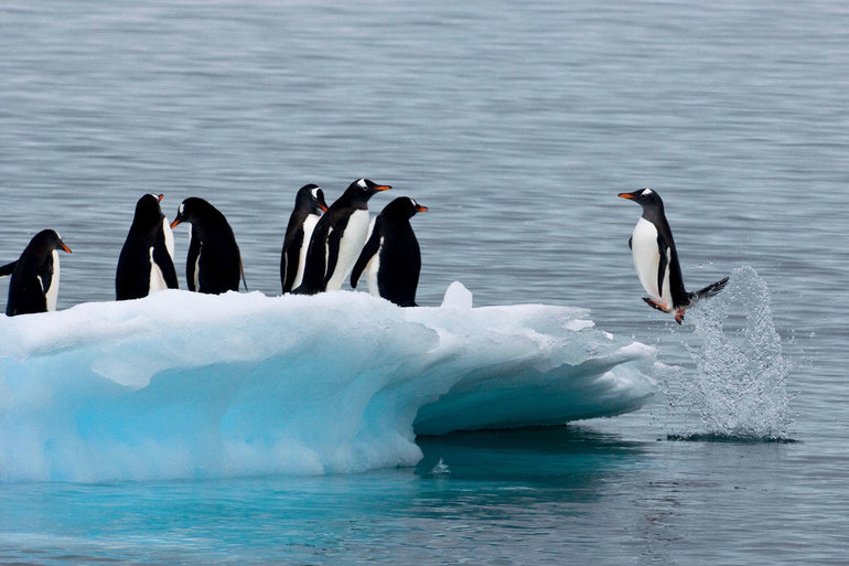 Пингвины выпрыгивают при выходе из водоёма 