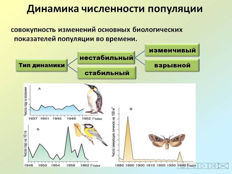 Численность — количество организмов в территориальной области или объеме
