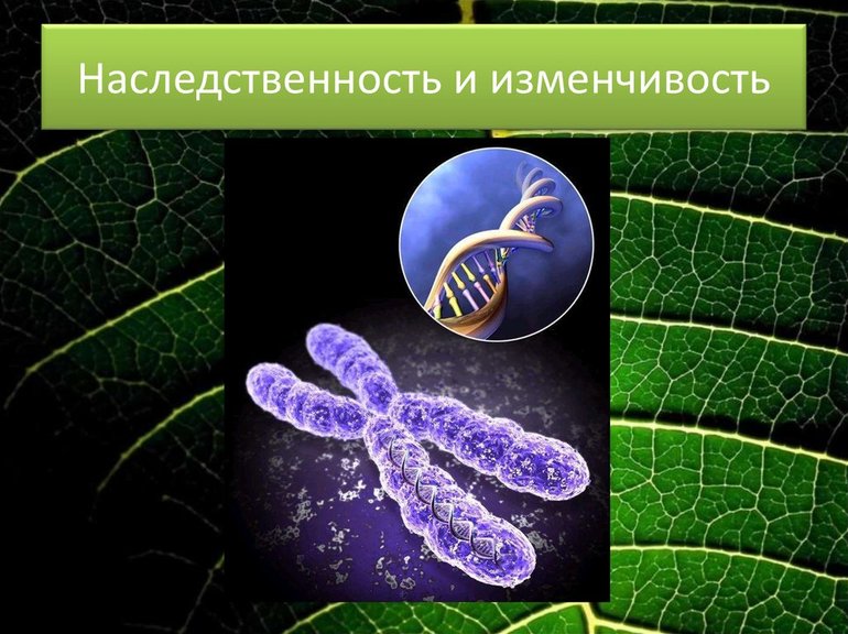 Изменчивость наследственных генов 