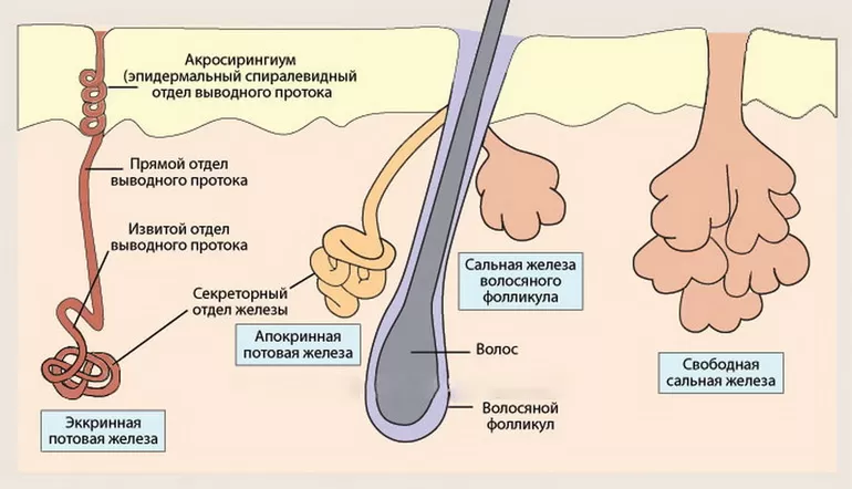 Потовые и сальные железы