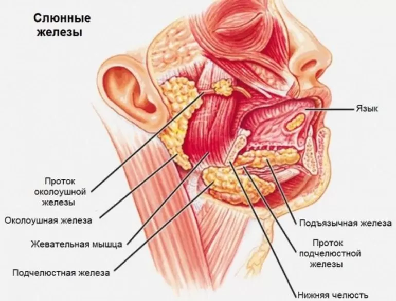 В секрете какой железы содержатся вещества антиагглютины thumbnail