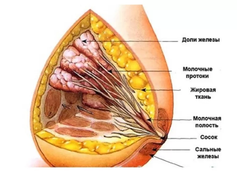 Молочные железы