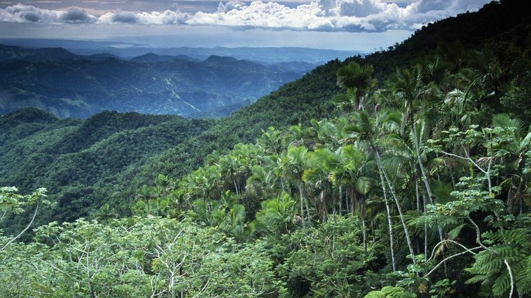 Экваториальные влажные леса