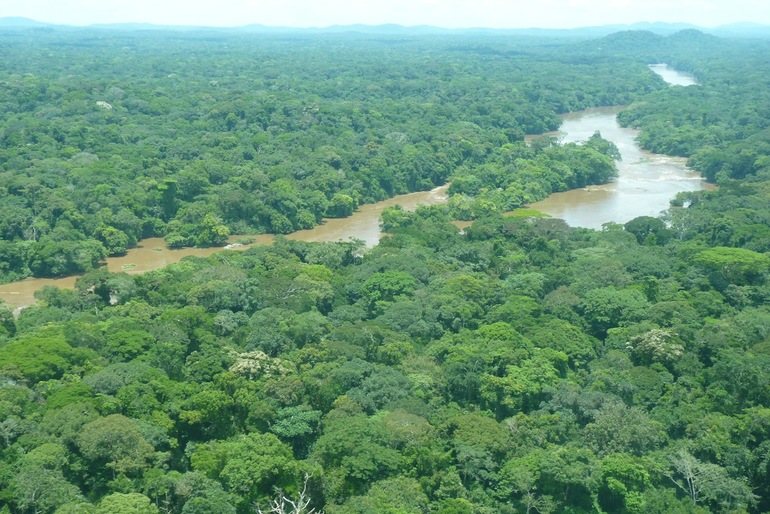 Тропические леса Африки