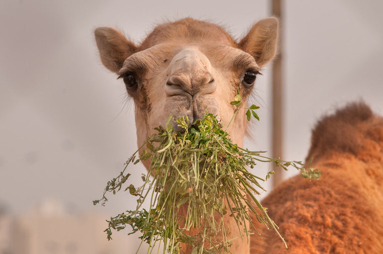 Особенности питания верблюда