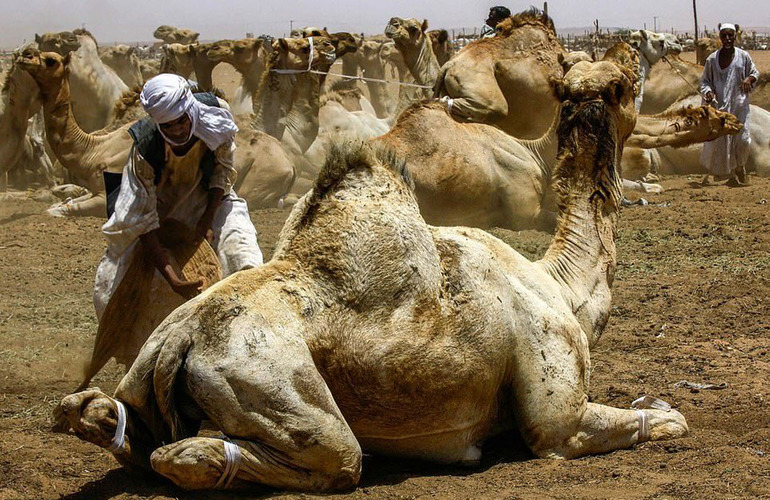 Суданский верблюд