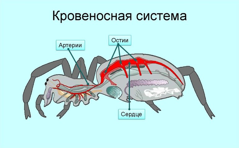 Кровеносная система паука 