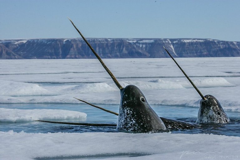 Обитатели Северного Ледовитого океана нарвалы