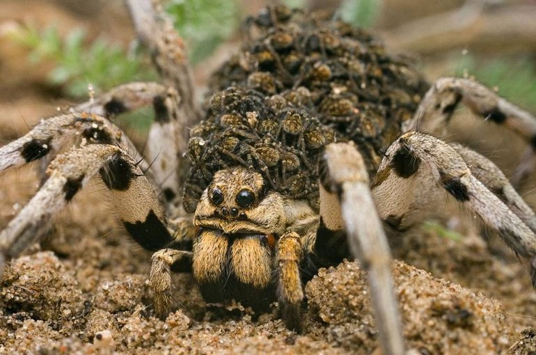 Размножение тарантула