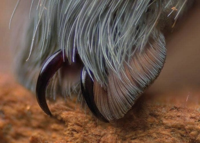 У тарантула на лапках присутствуют когти
