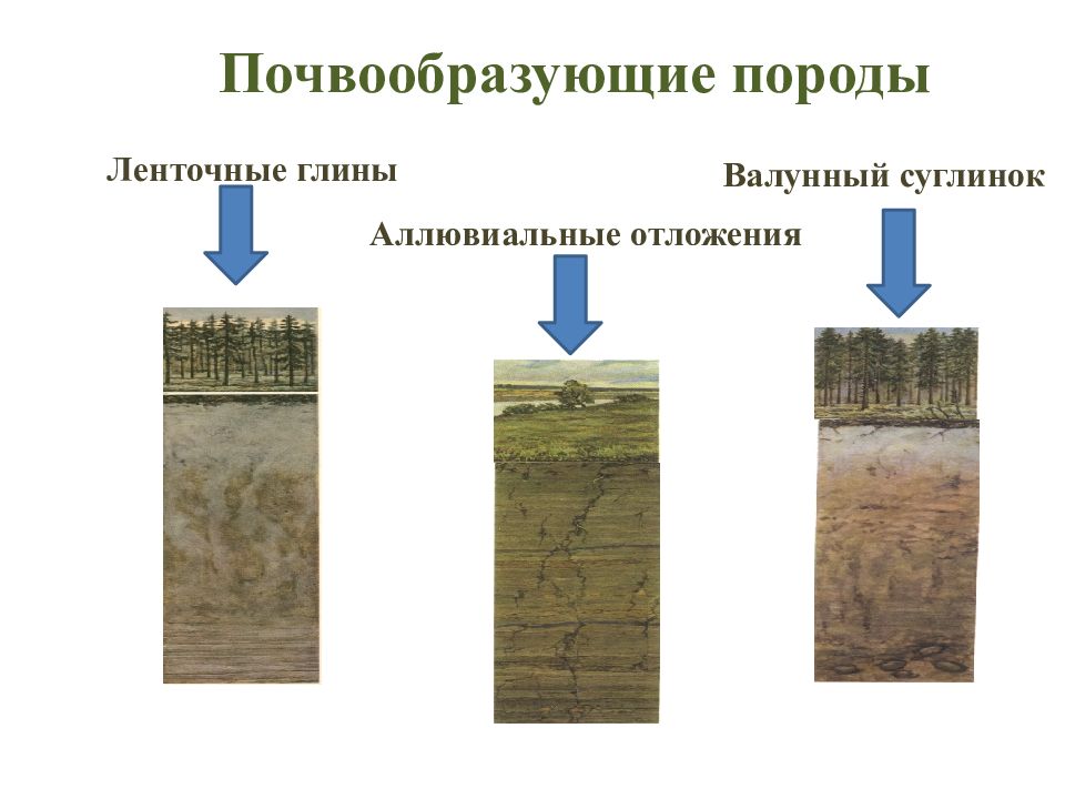 Горные породы составляющие основу почвы. Почвообразующая (материнская) Горная порода. Почвообразующие (Материнские) породы. Почве образующие породы. Типы почвообразующих пород.