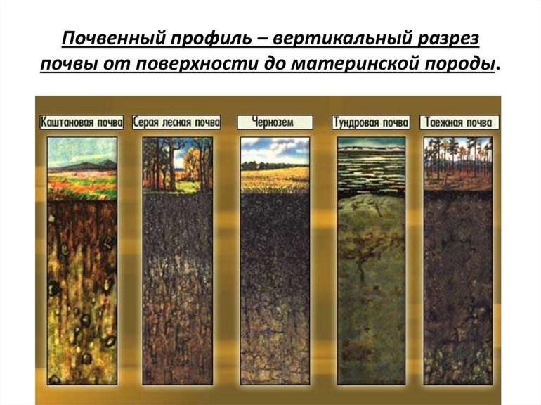 Почвы россии виды